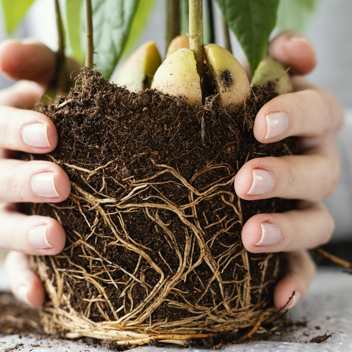 Akar tanaman rentan busuk saat musim hujan, cukup gunakan 1 bahan dapur ini untuk mencegahnya