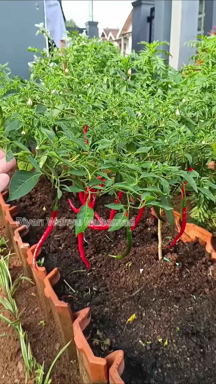 Daun keriting pada tanaman cabai bukan lagi masalah, semprot larutan 3 rempah dapur ini