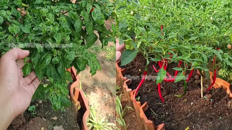 Daun keriting pada tanaman cabai bukan lagi masalah, semprot larutan 3 rempah dapur ini