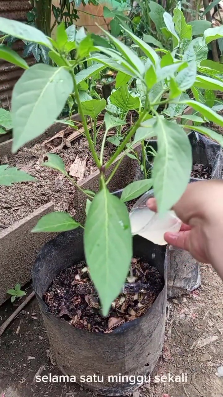 Ternyata telur bisa jadi POC yang bikin tanaman cepat berbunga dan berbuah lebat, simak cara pakainya
