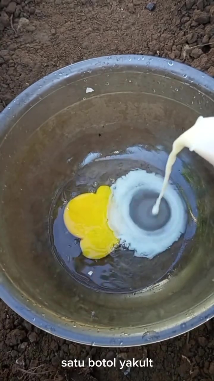 Ternyata telur bisa jadi POC yang bikin tanaman cepat berbunga dan berbuah lebat, simak cara pakainya