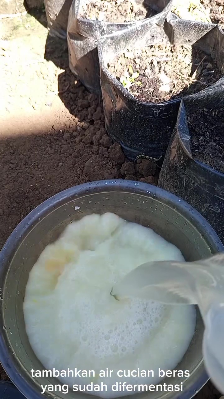 Ternyata telur bisa jadi POC yang bikin tanaman cepat berbunga dan berbuah lebat, simak cara pakainya