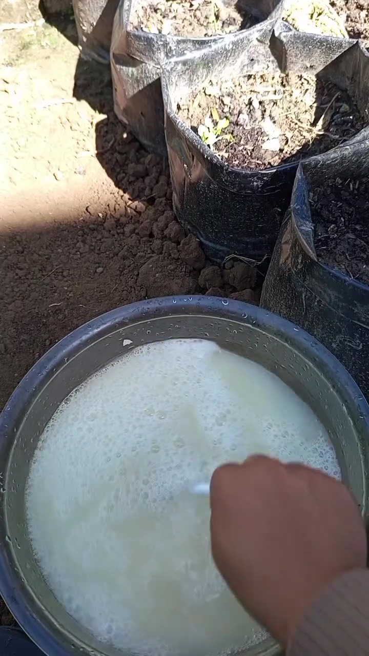 Ternyata telur bisa jadi POC yang bikin tanaman cepat berbunga dan berbuah lebat, simak cara pakainya