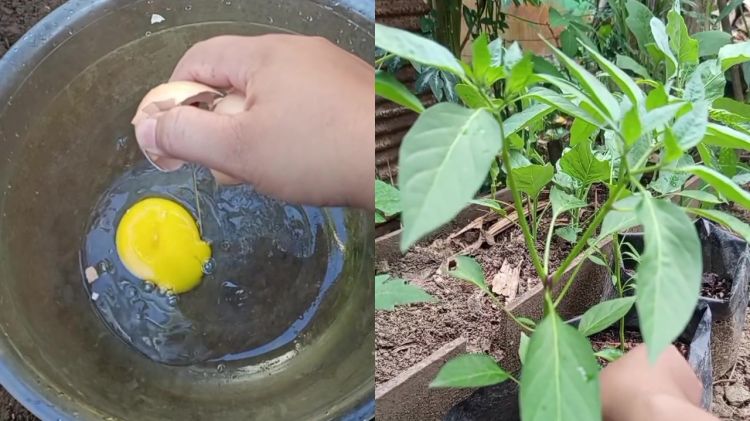 Ternyata telur bisa jadi POC yang bikin tanaman cepat berbunga dan berbuah lebat, simak cara pakainya