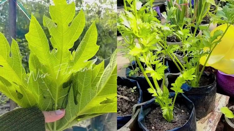 Ingin tanaman sehat bebas dari penyakit? Gunakan daun pepaya dan 2 bahan dapur ini untuk mengatasinya