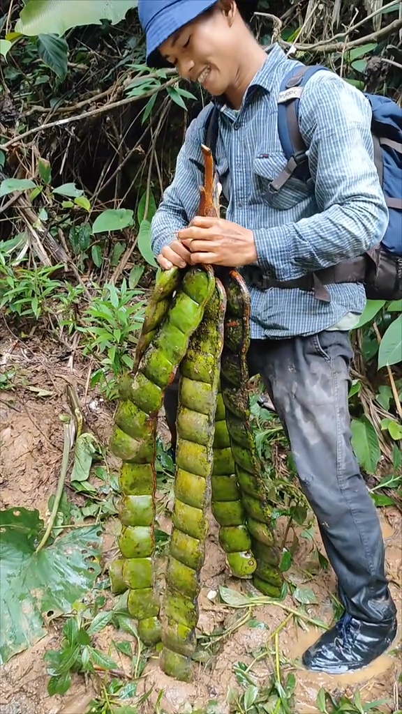 Viral penemuan petai raksasa di hutan yang panjangnya capai 1 meter, warganet: memang bisa dimakan?