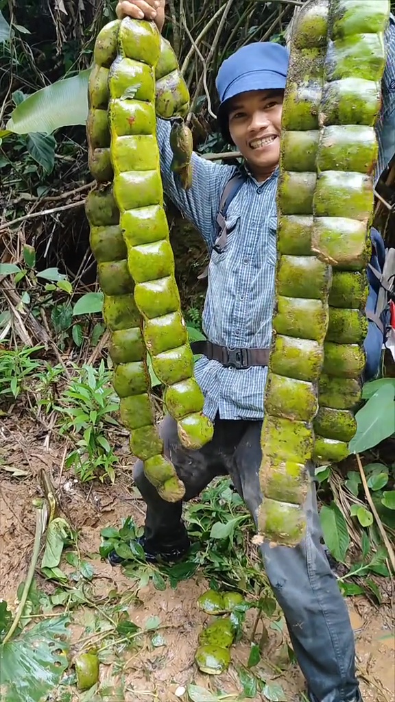Viral penemuan petai raksasa di hutan yang panjangnya capai 1 meter, warganet: memang bisa dimakan?