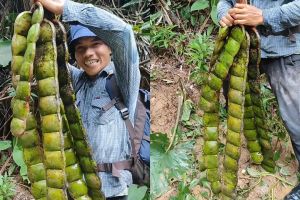 Viral penemuan petai raksasa di hutan yang panjangnya capai 1 meter, warganet: memang bisa dimakan?