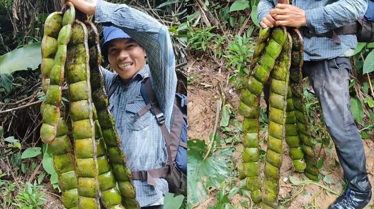 Viral penemuan petai raksasa di hutan yang panjangnya capai 1 meter, warganet: memang bisa dimakan?