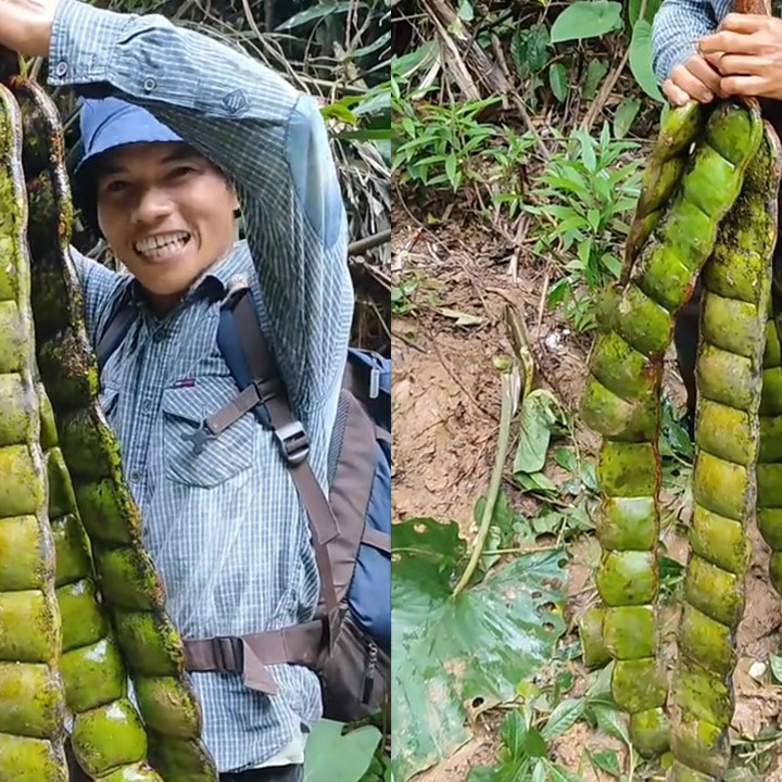 Viral penemuan petai raksasa di hutan yang panjangnya capai 1 meter, warganet: memang bisa dimakan?