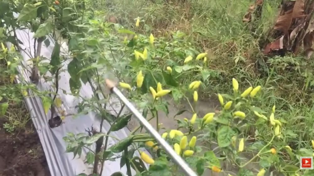 Musim hujan bikin busuk buah di tanaman cabai? Jangan panik! Langsung atasi dengan 1 bumbu dapur ini