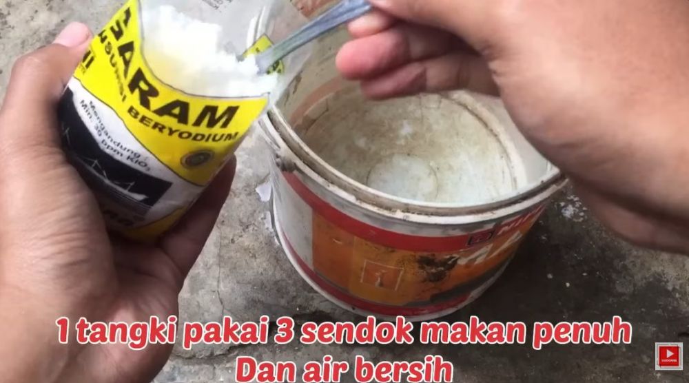 Musim hujan bikin busuk buah di tanaman cabai? Jangan panik! Langsung atasi dengan 1 bumbu dapur ini