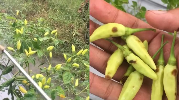 Musim hujan bikin busuk buah di tanaman cabai? Jangan panik! Langsung atasi dengan 1 bumbu dapur ini