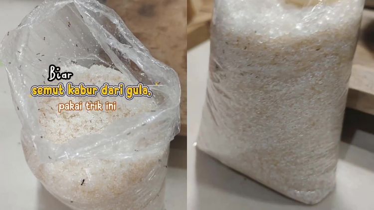Stok gula di dapur penuh semut? Jangan keburu dibuang! Gunakan 1 bumbu dapur ini untuk mengusirnya