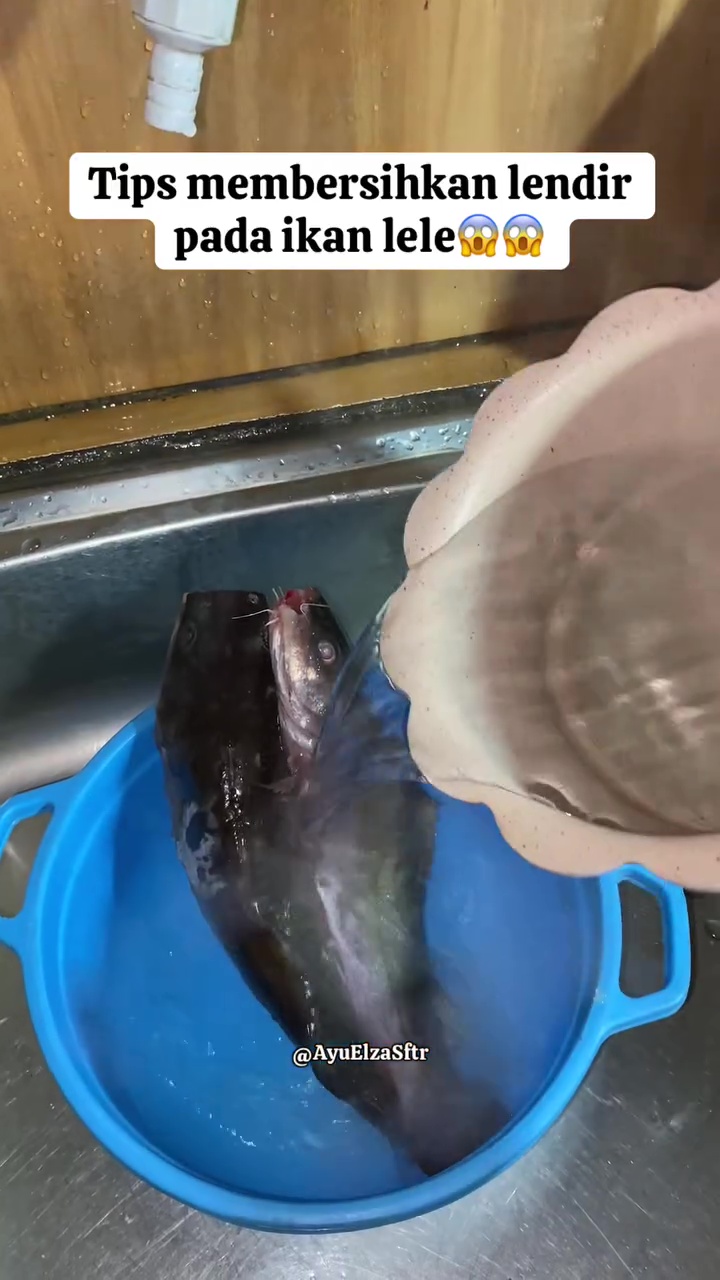 Tak perlu ditaburi tepung, ini cara ampuh hilangkan lendir ikan patin dalam 10 detik