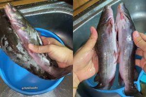 Tak perlu ditaburi tepung, ini cara ampuh hilangkan lendir ikan patin dalam 10 detik