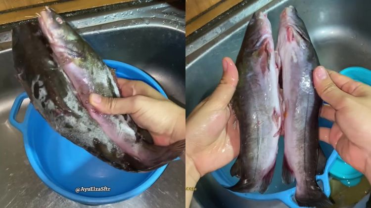Tak perlu ditaburi tepung, ini cara ampuh hilangkan lendir ikan patin dalam 10 detik