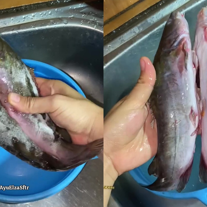 Tak perlu ditaburi tepung, ini cara ampuh hilangkan lendir ikan patin dalam 10 detik