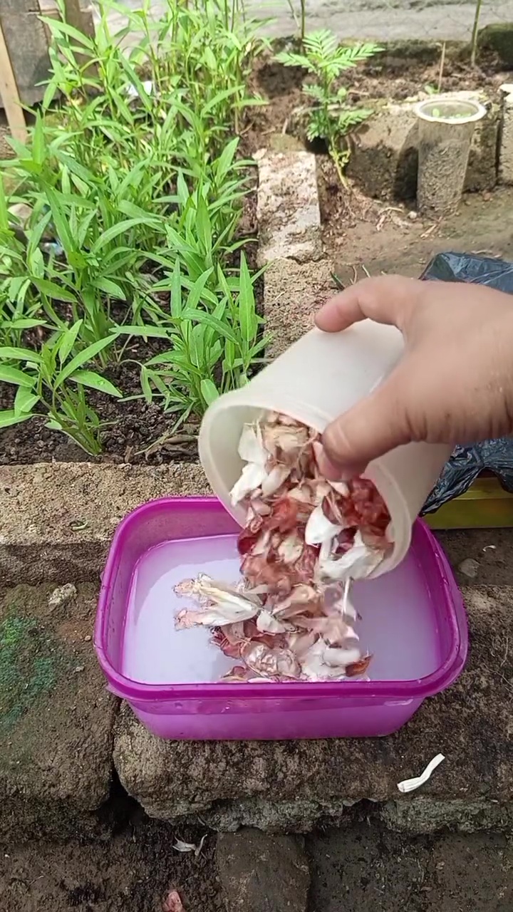 Ingin tanaman kangkung subur dan berdaun lebar? Cukup pakai pupuk dari rendaman ampas dapur ini