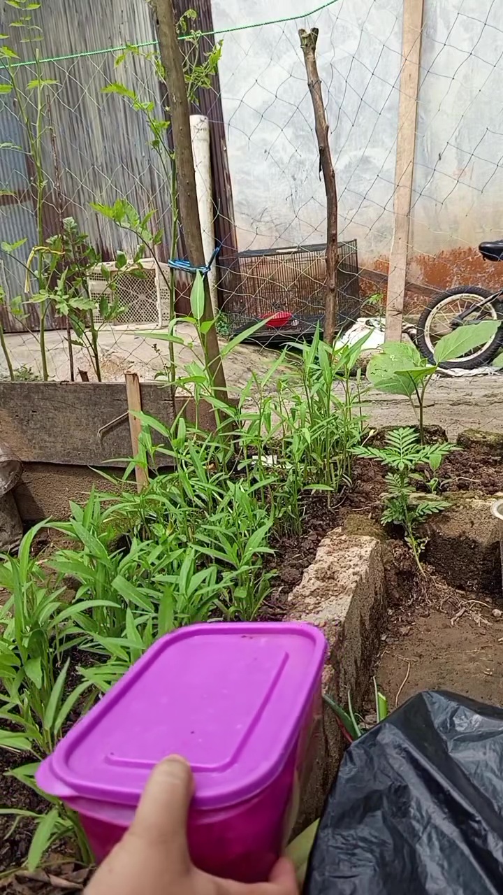 Ingin tanaman kangkung subur dan berdaun lebar? Cukup pakai pupuk dari rendaman ampas dapur ini