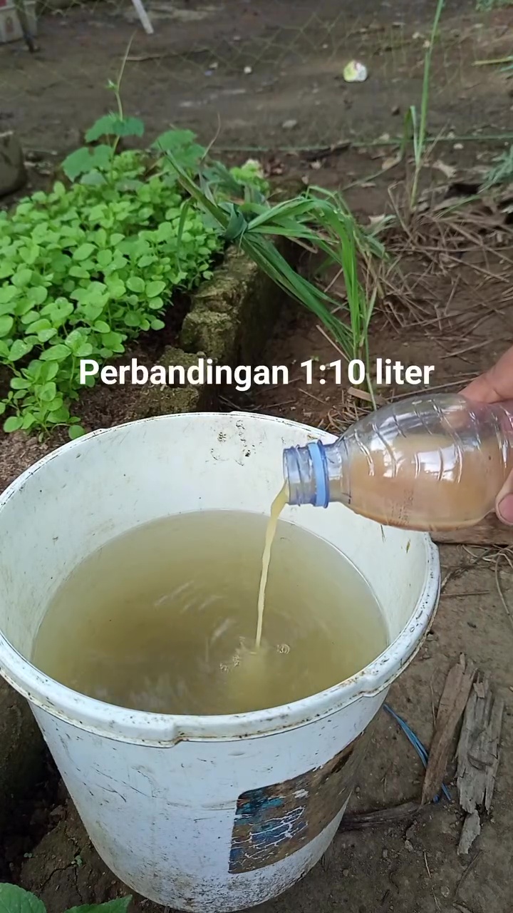Ingin tanaman kangkung subur dan berdaun lebar? Cukup pakai pupuk dari rendaman ampas dapur ini