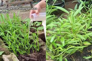 Ingin tanaman kangkung subur dan berdaun lebar? Cukup pakai pupuk dari rendaman ampas dapur ini