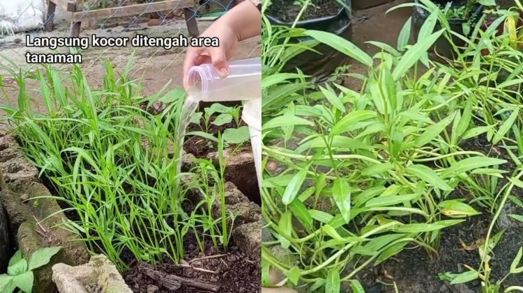 Ingin tanaman kangkung subur dan berdaun lebar? Cukup pakai pupuk dari rendaman ampas dapur ini
