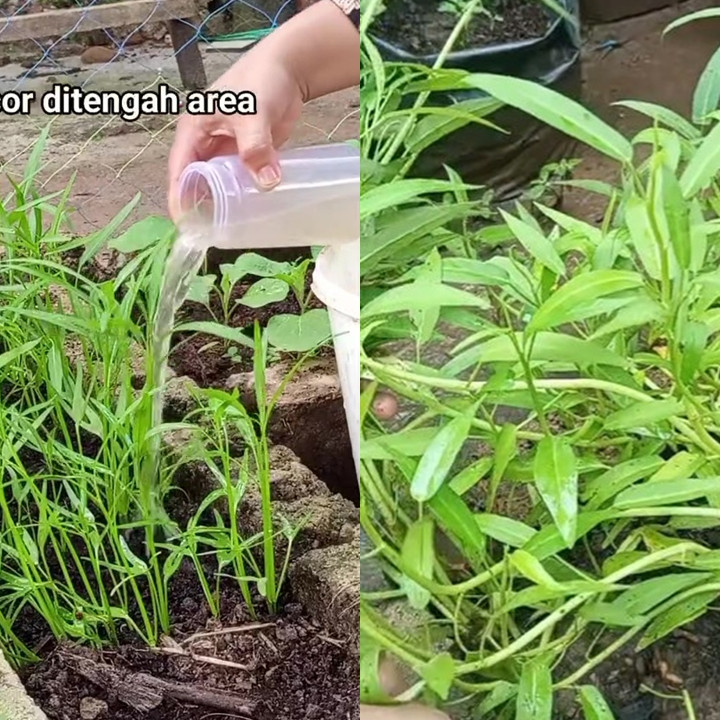 Ingin tanaman kangkung subur dan berdaun lebar? Cukup pakai pupuk dari rendaman ampas dapur ini