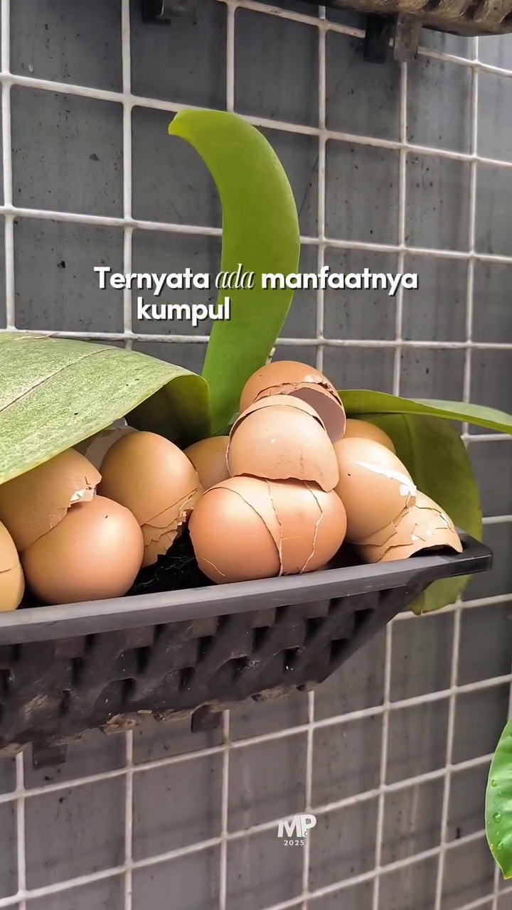 Cara mudah bikin pembersih kerak kloset dari cangkang telur, cuma butuh 3 langkah praktis ini