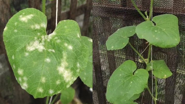 Tanaman melon terkena hama jamur embun tepung? Coba pakai rempah dapur ini untuk membasminya