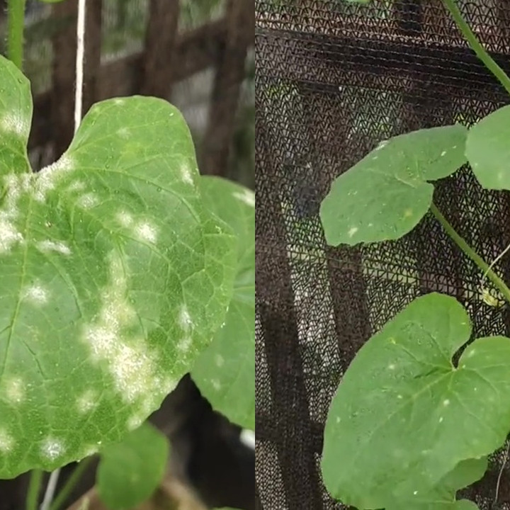 Tanaman melon terkena hama jamur embun tepung? Coba pakai rempah dapur ini untuk membasminya