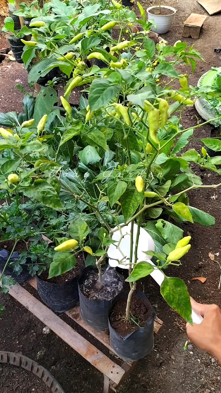 Ingin tanaman cabai berbuah lebat dan besar? Cukup gunakan pupuk dari telur dan 1 minuman ini