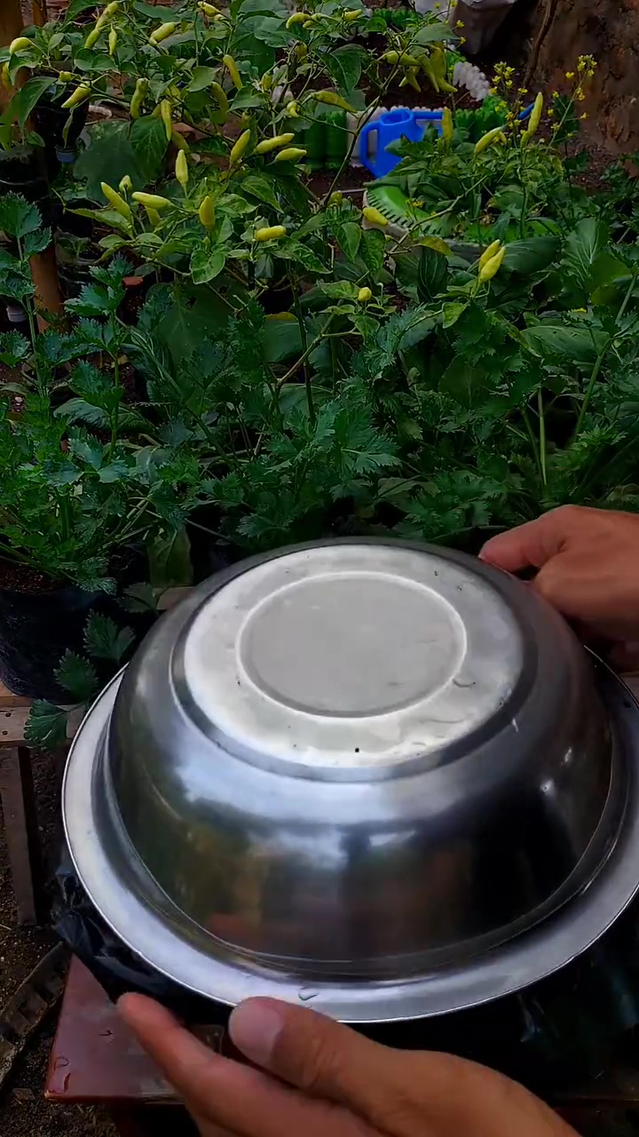 Ingin tanaman cabai berbuah lebat dan besar? Cukup gunakan pupuk dari telur dan 1 minuman ini