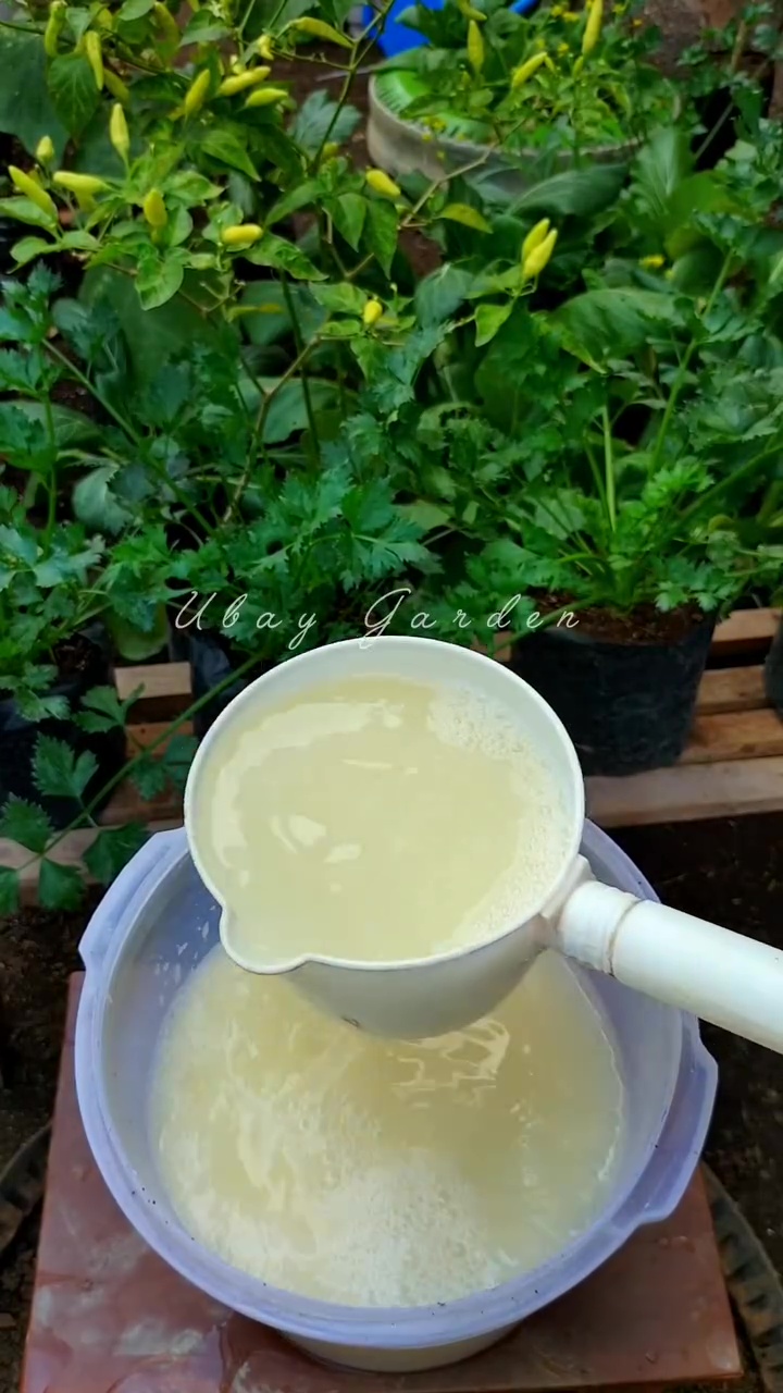 Ingin tanaman cabai berbuah lebat dan besar? Cukup gunakan pupuk dari telur dan 1 minuman ini