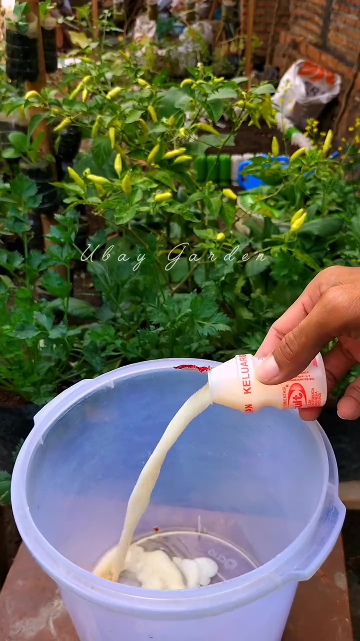 Ingin tanaman cabai berbuah lebat dan besar? Cukup gunakan pupuk dari telur dan 1 minuman ini