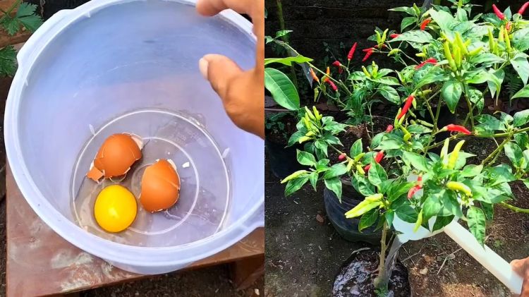 Ingin tanaman cabai berbuah lebat dan besar? Cukup gunakan pupuk dari telur dan 1 minuman ini