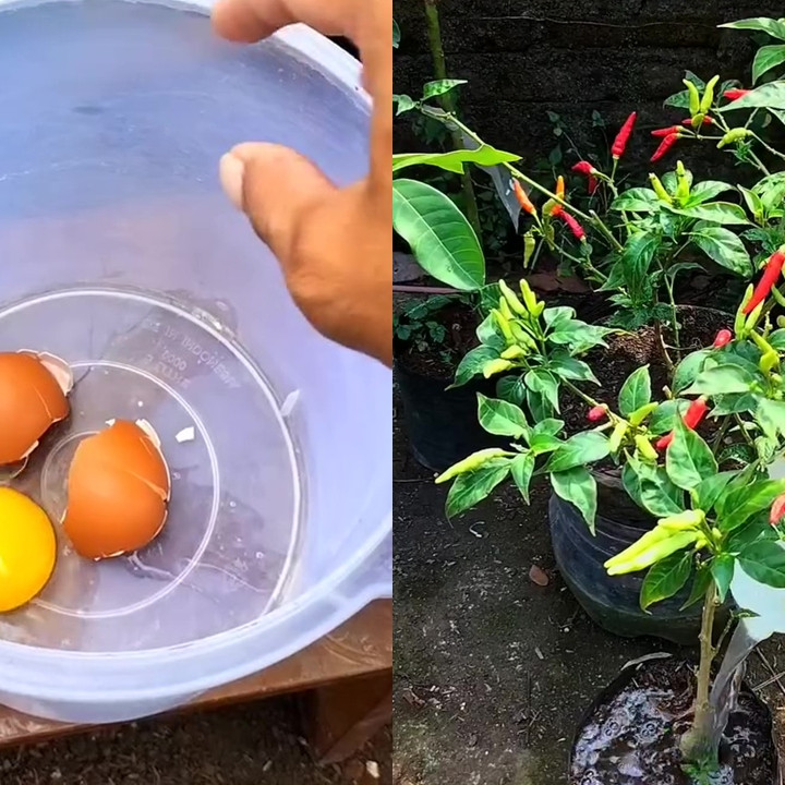 Ingin tanaman cabai berbuah lebat dan besar? Cukup gunakan pupuk dari telur dan 1 minuman ini