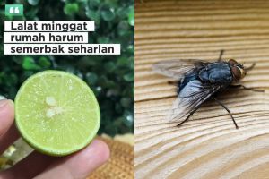 Lalat di dapur bikin makanan terkontaminasi, ini cara mengusirnya pakai jeruk nipis dan 2 rempah dapur