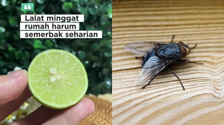 Lalat di dapur bikin makanan terkontaminasi, ini cara mengusirnya pakai jeruk nipis dan 2 rempah dapur