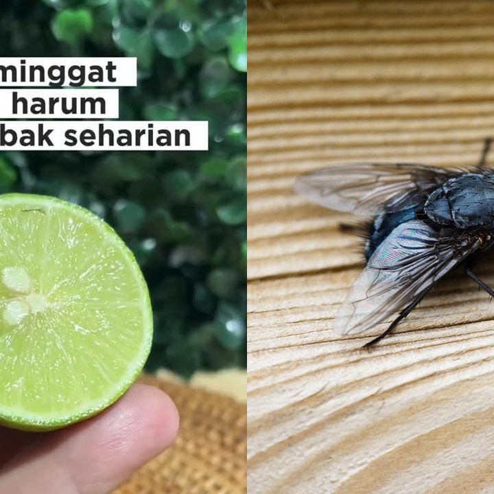 Lalat di dapur bikin makanan terkontaminasi, ini cara mengusirnya pakai jeruk nipis dan 2 rempah dapur