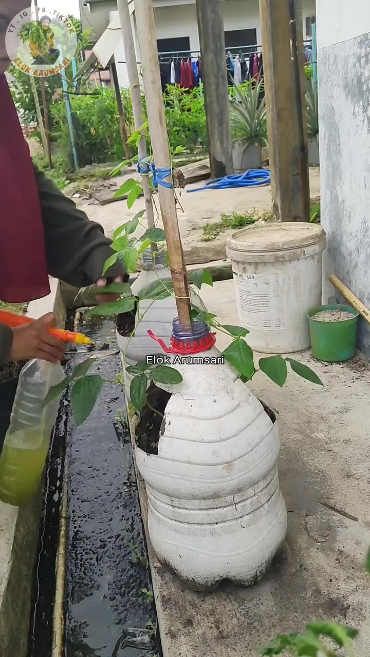 Wajib tahu! Ternyata bawang putih bisa ampuh usir hama semut di tanaman, begini cara pakainya