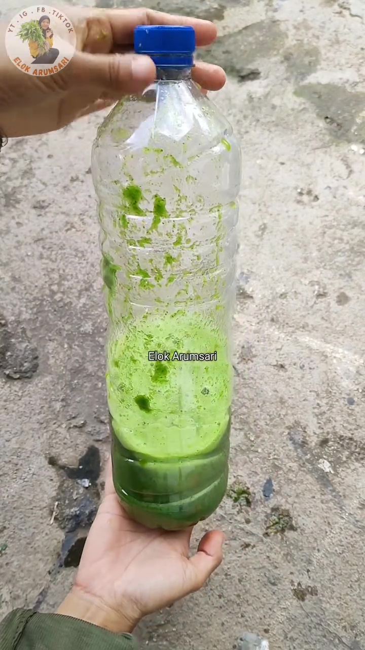 Wajib tahu! Ternyata bawang putih bisa ampuh usir hama semut di tanaman, begini cara pakainya