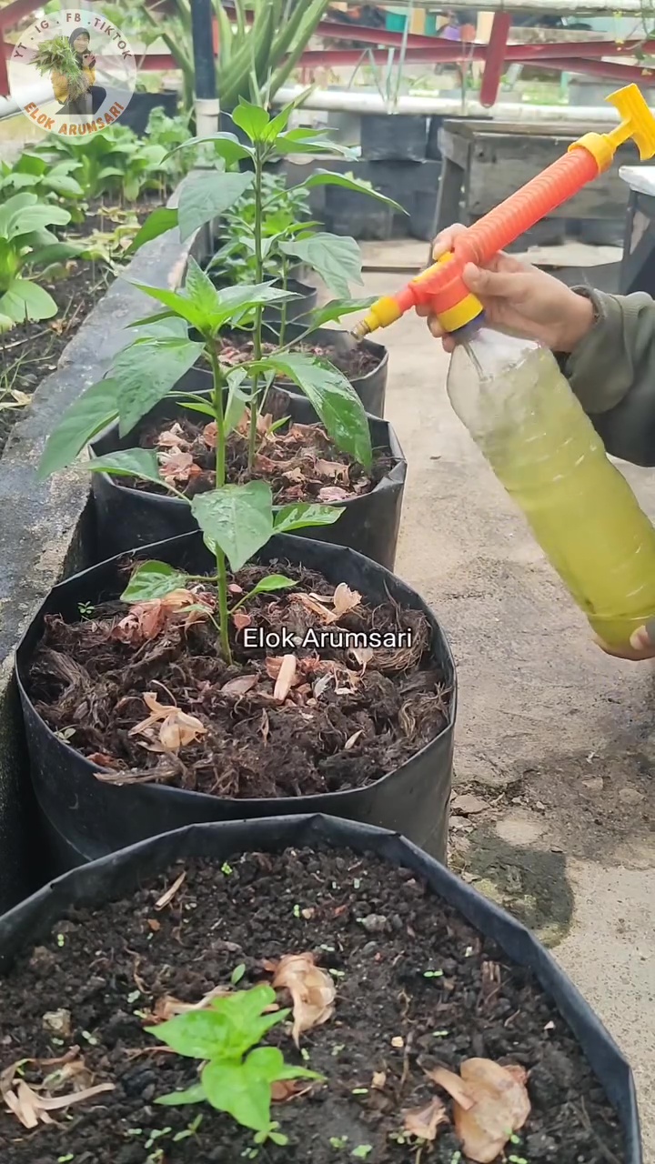 Wajib tahu! Ternyata bawang putih bisa ampuh usir hama semut di tanaman, begini cara pakainya