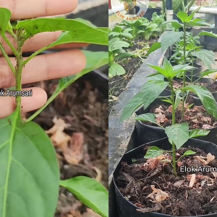 Wajib tahu! Ternyata bawang putih bisa ampuh usir hama semut di tanaman, begini cara pakainya