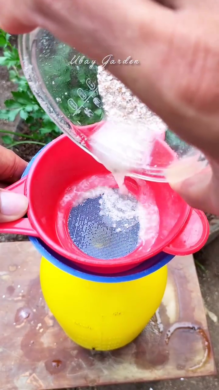 Daripada dibuang langsung ke tanaman, olah cangkang telur pakai cara ini biar nutrisinya terserap 