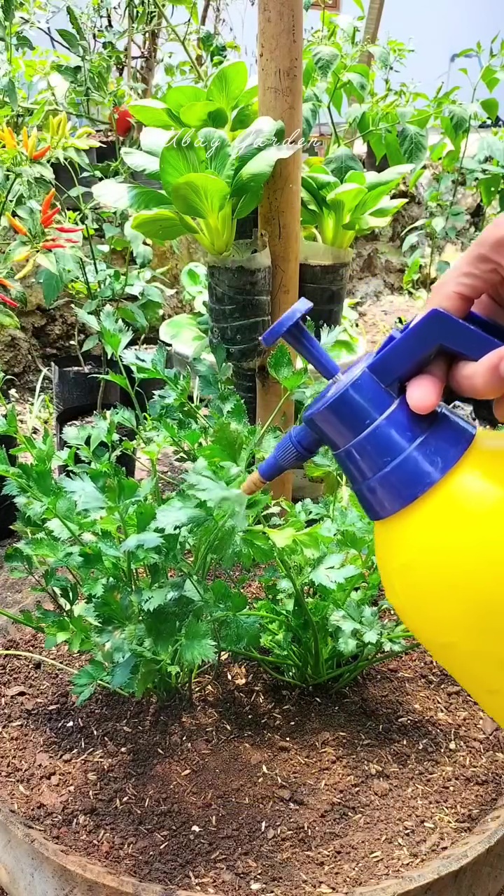 Daripada dibuang langsung ke tanaman, olah cangkang telur pakai cara ini biar nutrisinya terserap 