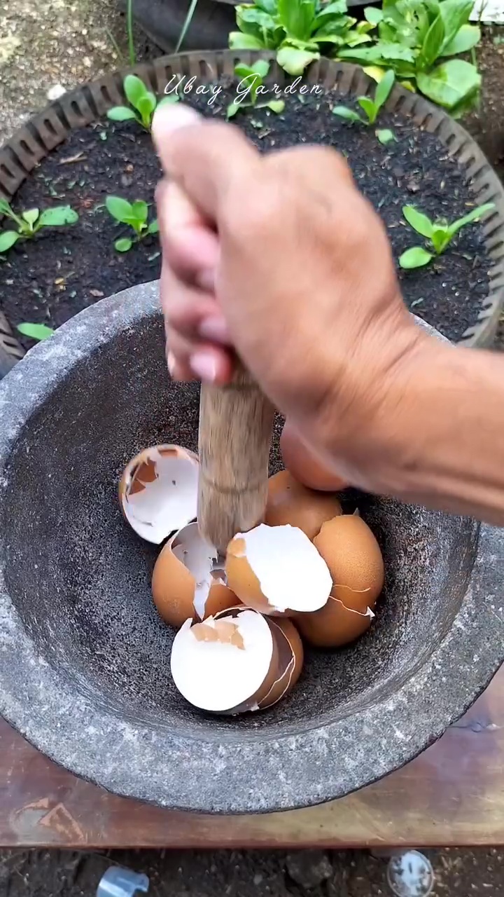 Daripada dibuang langsung ke tanaman, olah cangkang telur pakai cara ini biar nutrisinya terserap 