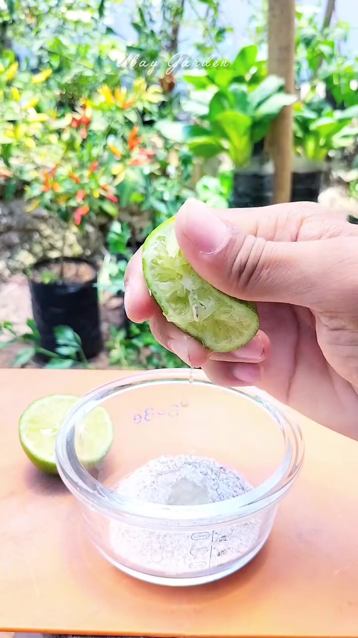 Daripada dibuang langsung ke tanaman, olah cangkang telur pakai cara ini biar nutrisinya terserap 