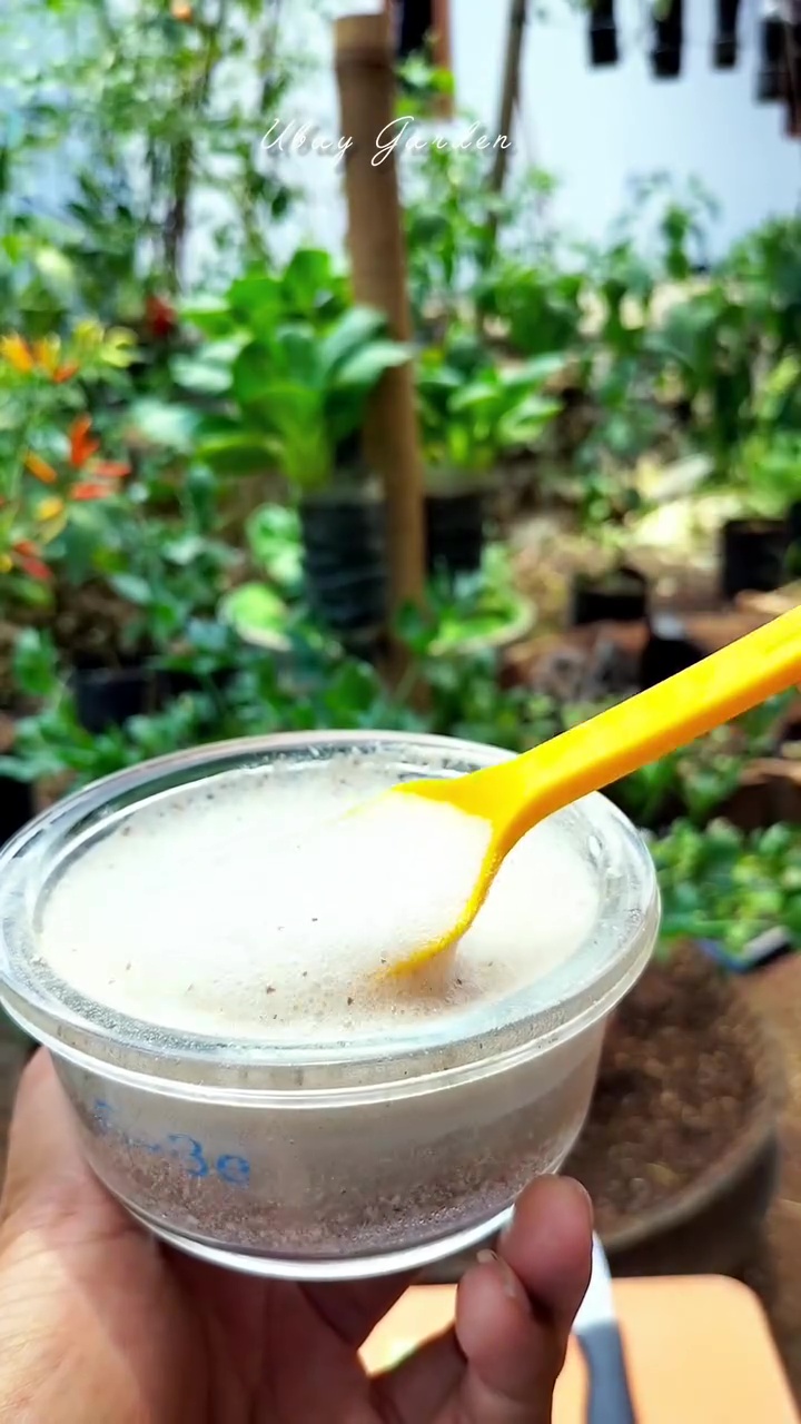 Daripada dibuang langsung ke tanaman, olah cangkang telur pakai cara ini biar nutrisinya terserap 