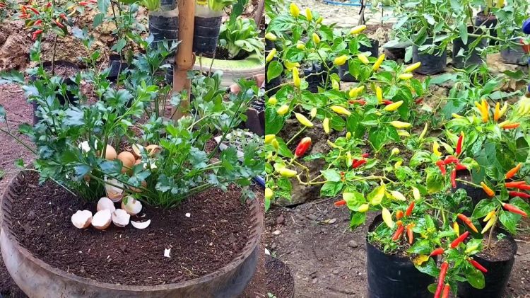 Daripada dibuang langsung ke tanaman, olah cangkang telur pakai cara ini biar nutrisinya terserap 